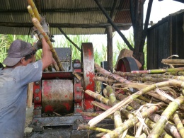 Sugar cane which will be prepared for making Panela